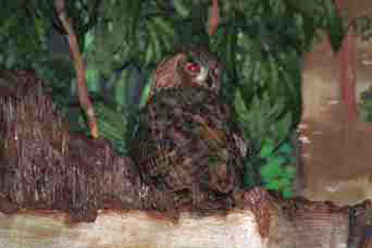 12-26-08_ Asian Owl.jpg